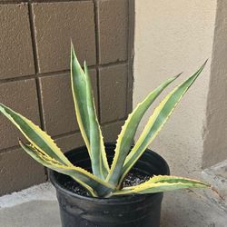 Variegated Agave (Agave americana ‘Marginata’)