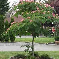 Albizia Mimosa (silk Trees) —