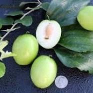 Jujube seedling plant 1 year old to 2 year sold by sizes