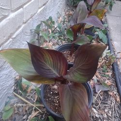 Canna Plant / Coyole (red flowers)