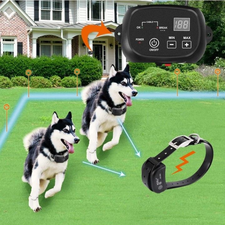 New For Dogs
