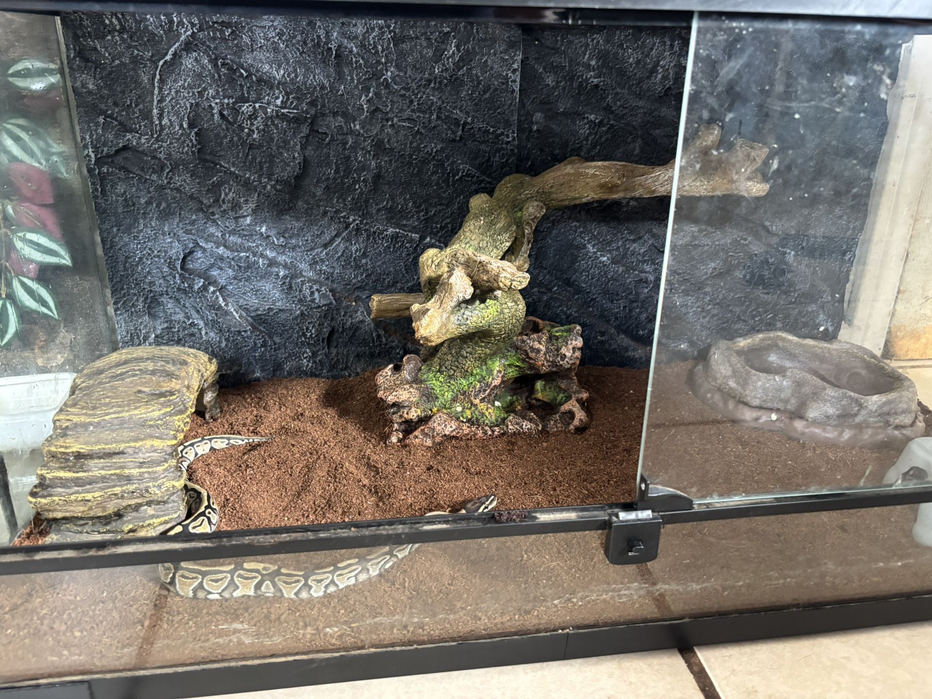 Ball Python Enclosure