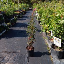 Lagos Spinach Plants