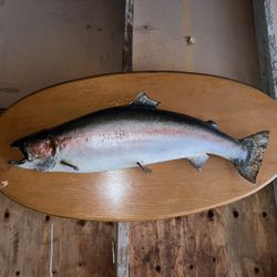 Giant Stuffed Rainbow Trout 