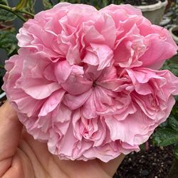 English Rose "Miranda "live plant 2 gallons DA