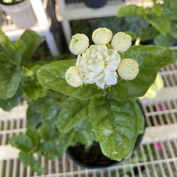 Jasmin Flower