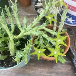 Stapelia Plants 🪴 Star 🌟 Flowers 
