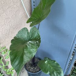 HERMOSAS PLANTAS NATURALES “ALOCASIA DARK STAR PLANT 