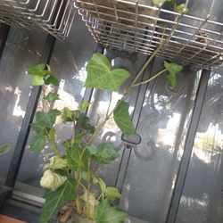 Small Vine Plant 