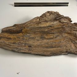 Petrified  Wood Unique Patterns 