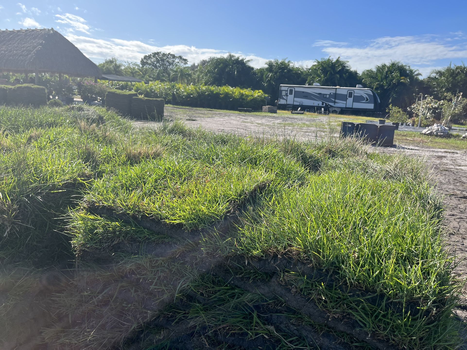 Bahia Sod