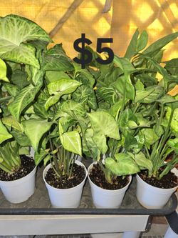 Arrowhead Plants