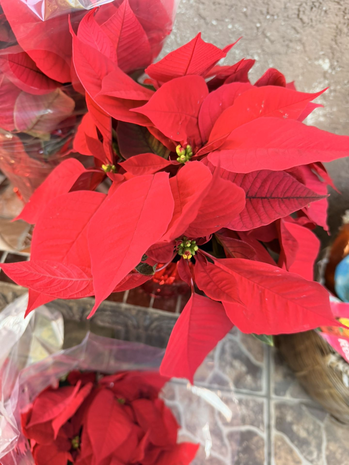Poinsettia Plants