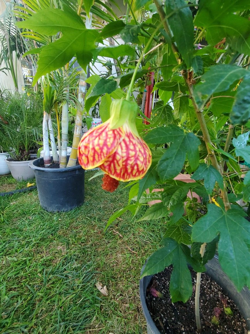Bell Shape Flower attracts Hummingbirds