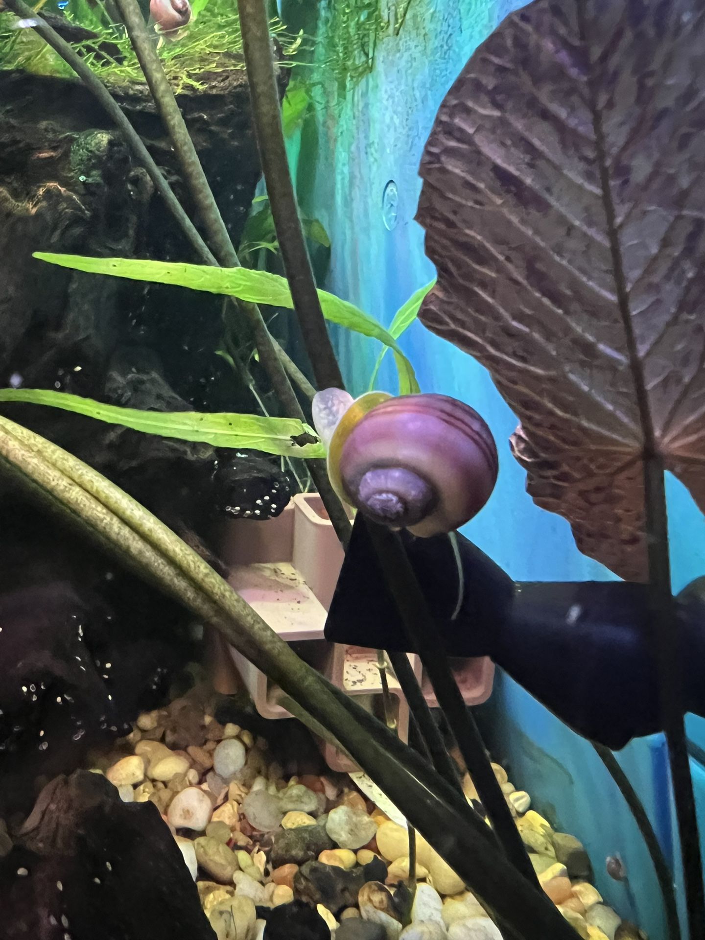 Toy Magenta And Purple Mystery Snails