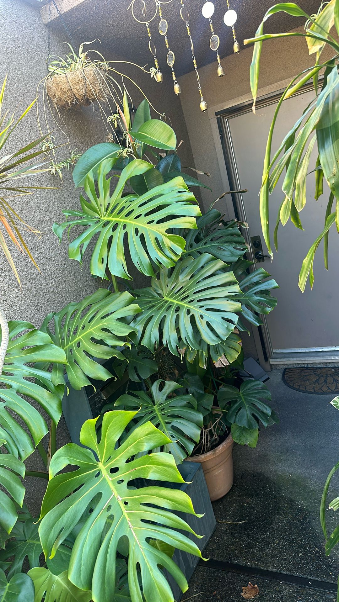Monstera deliciosa