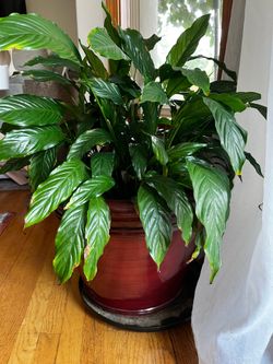 Large Peace Lily
