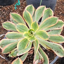 Aeonium ‘Sunburst’ Succulent