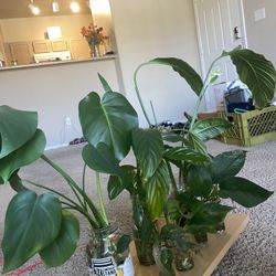Propagated Pothos, Lilly, Monstera Plant