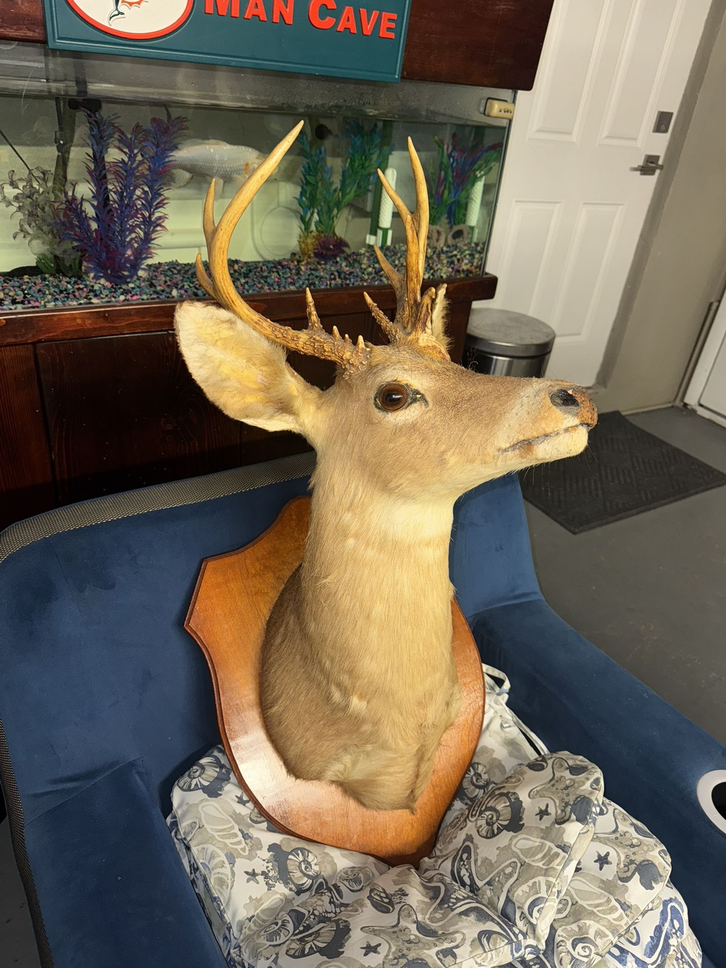 Deer Head Taxidermy Mount