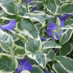 Vinca Major ( Periwinkle)  Variegata Perennial Plant , Basket Filler, Ground Cover.See All Pics.