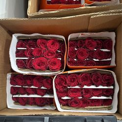 Red Roses Wholesale Rosas Rojas Por Mayoreo 