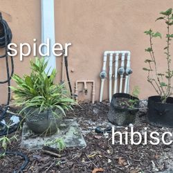 Hibiscus & Spider plant 