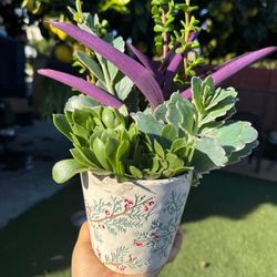 Very Beautiful Succulent 