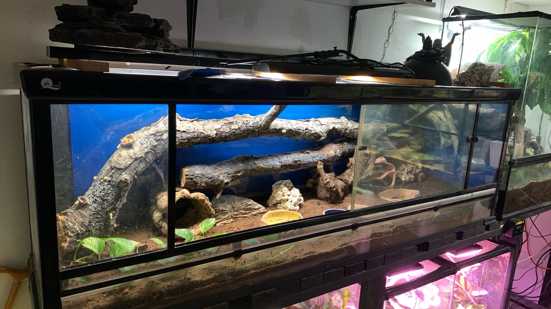 Reptile Set Up