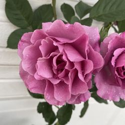 Rose Bush Plant, In 5 Gallons Pot Pick Up Only