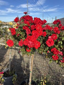 15 Gallon Rose Trees On Sale