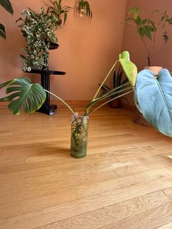 Monstera Deliciosa