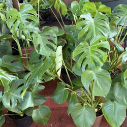 Tons Of Healthy Monstera Deliciosa Plant For Sale