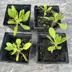 African daisy Seedlings 