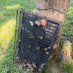Dog Kennels
