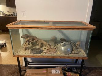 75 gal aquarium lizard set up