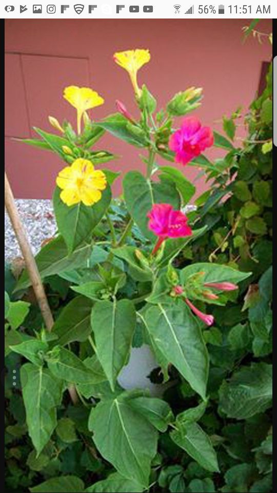 Mirabilis plant (Marvel of Peru)