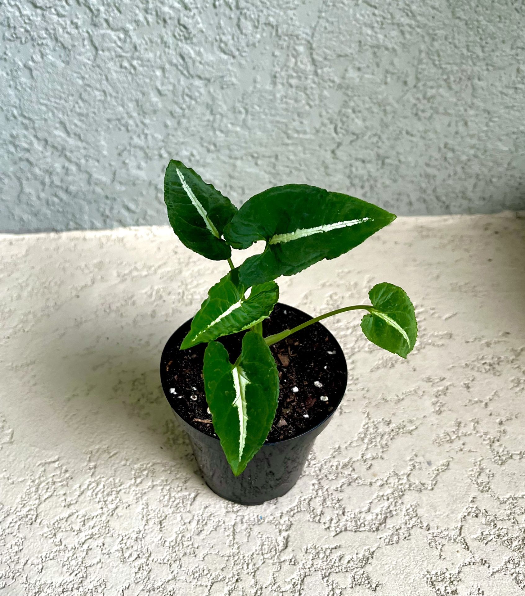 Philodendron Wendlandii Plant