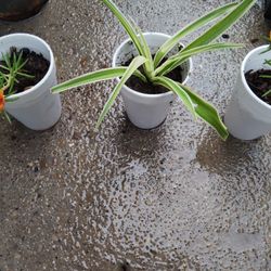 Plantas $2 Cada Una 