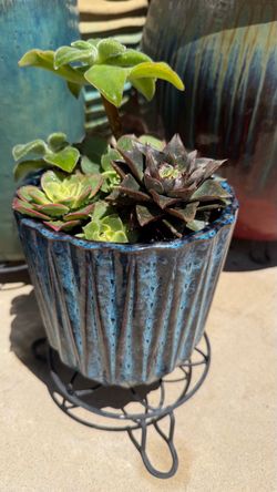 Succulent