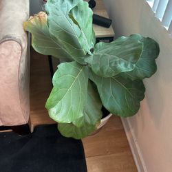 Fiddle Leaf Fig 