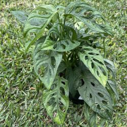 SWISS CHEESE PLANT ( 6” Pot) Cascade, Vine, Crawl