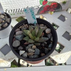 ‘Window’ Succulent, $5