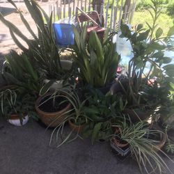Plants For Sale 