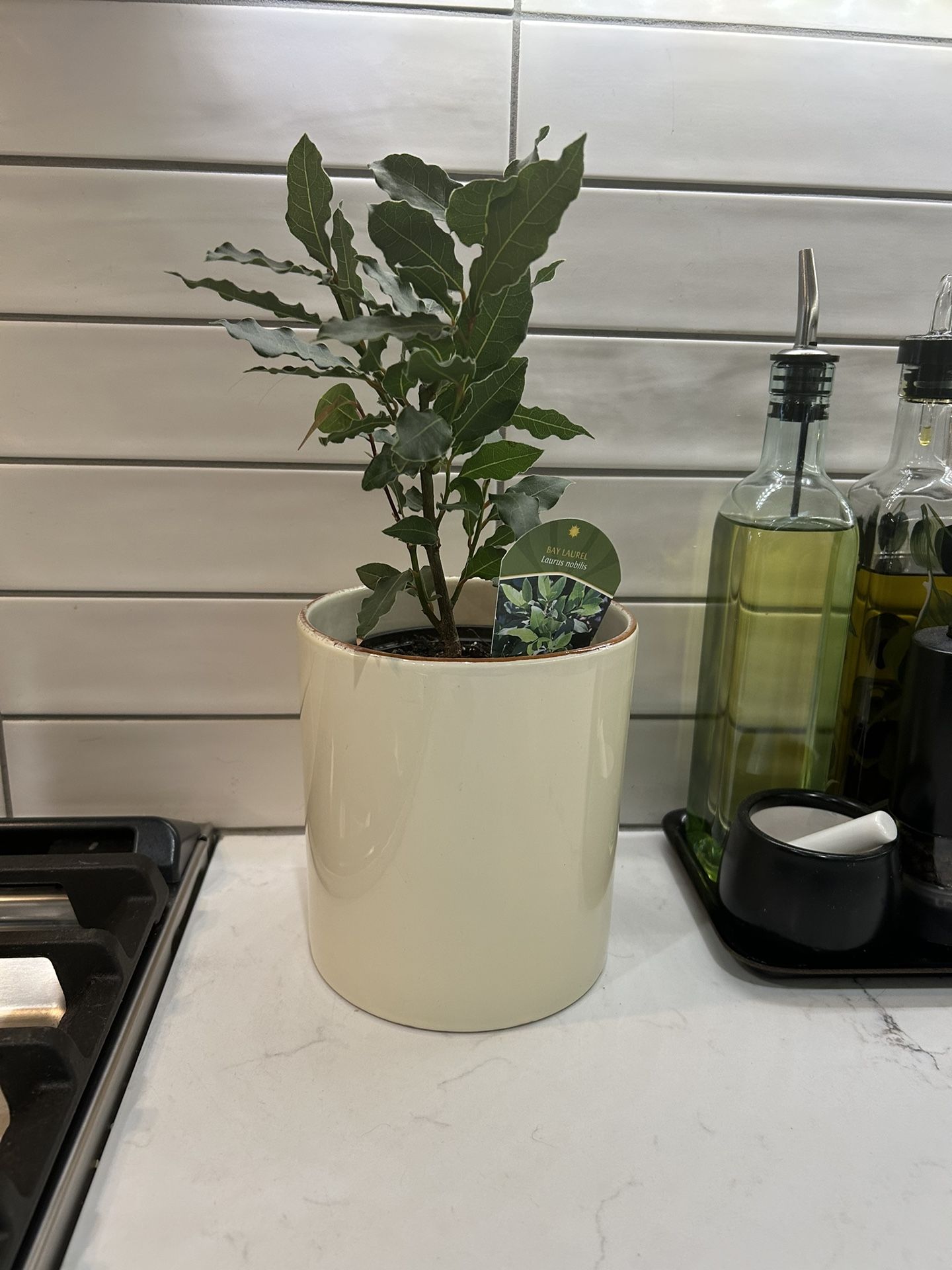 Vietri Crema Canister, Medium