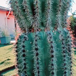 Nice Cactus 🌵