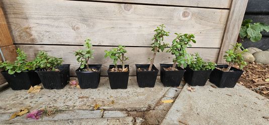 Elephant Bush / Dwarf Jade Succulent Plants