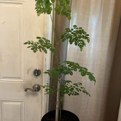 Moringa Trees