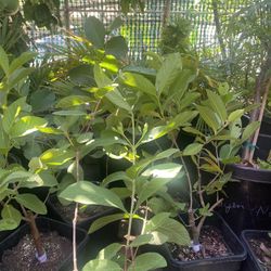 Ruby Guava Plant For Sale