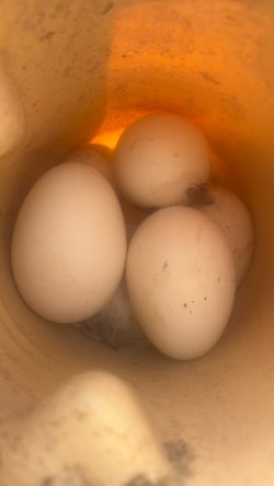 Fertile Geese Eggs